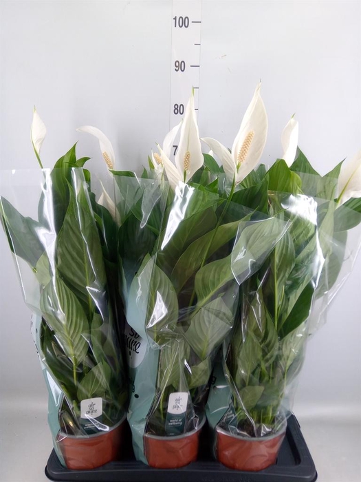 <h4>Spathiphyllum 'Bingo Cupido'</h4>