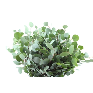 Euca Populus 300 Gram Extra Pt