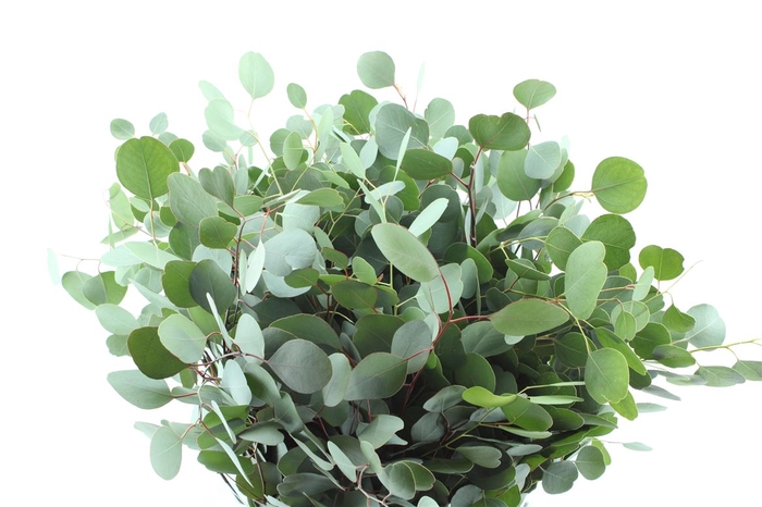<h4>Euca Populus 300 Gram Extra Pt</h4>