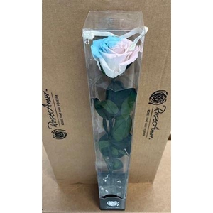 50cm Stem Bic40