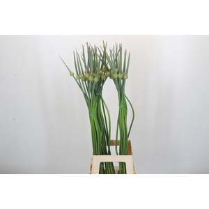 Allium Cepa Judith