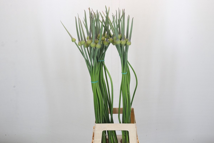 <h4>Allium Cepa Judith</h4>