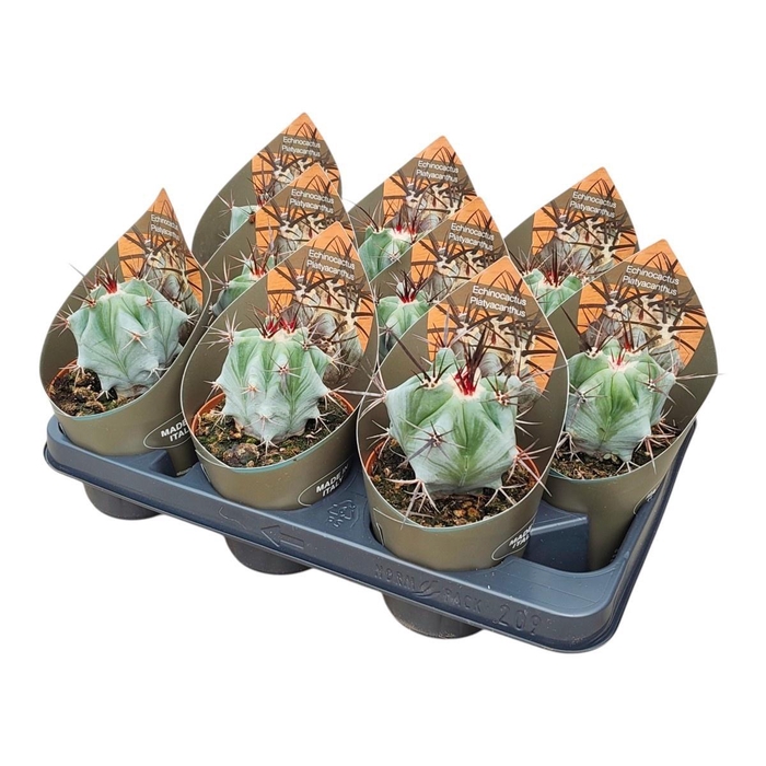 <h4>ECHINOC OV</h4>