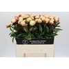Paeonia Dr F.G. Brethour