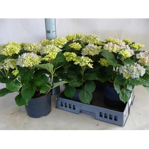 Hydrangea mac.   ...