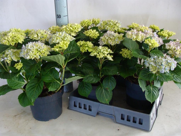 <h4>Hydrangea mac.   ...</h4>