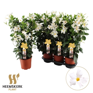 Mande Summerst White