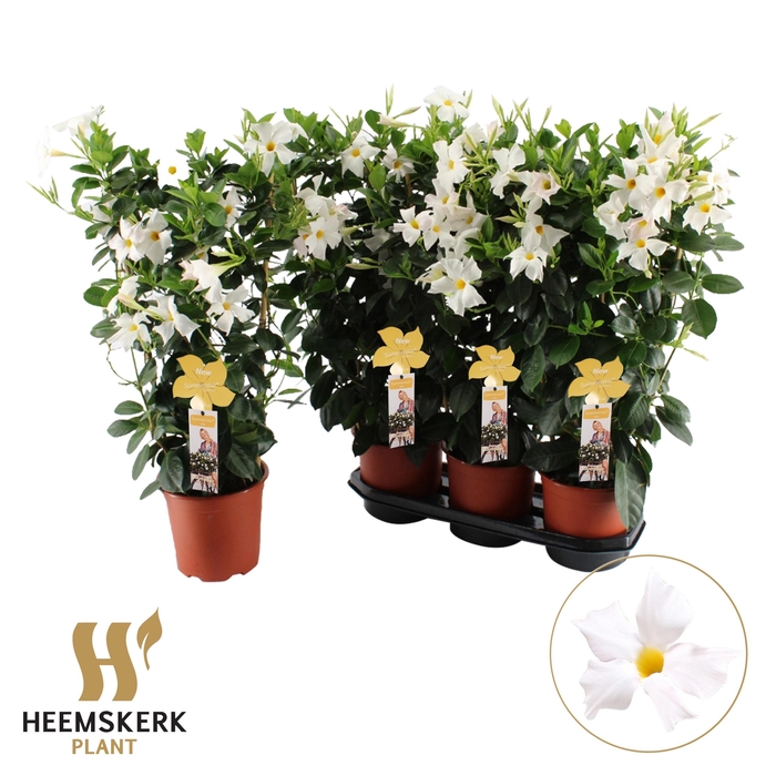 <h4>MANDE SUMMERST WHITE</h4>