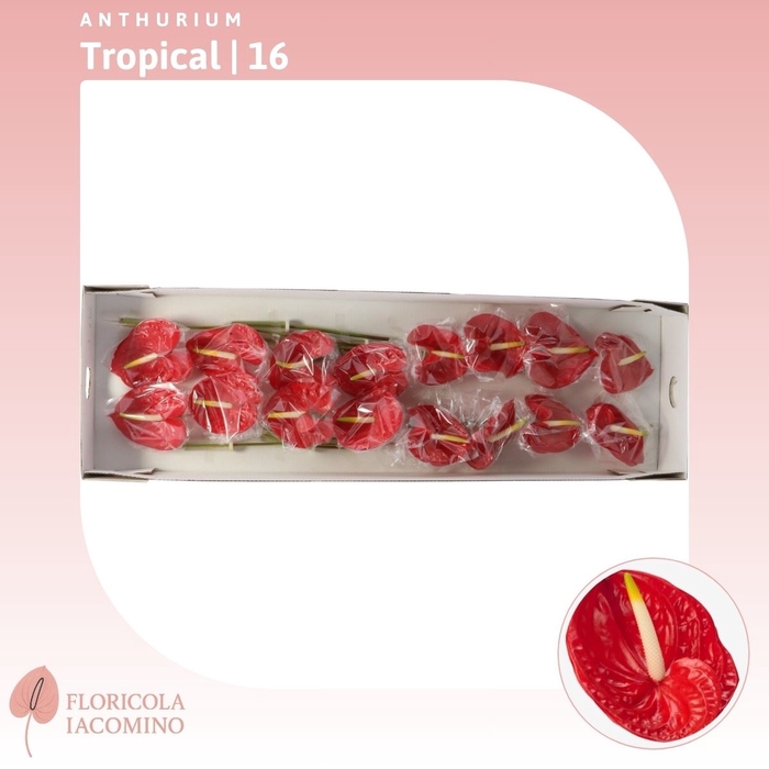 <h4>Anthurium Tropical</h4>
