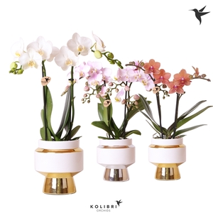 Kolibri Orchids Phalaenopsis mix 2 spike in Le Chic pot mix