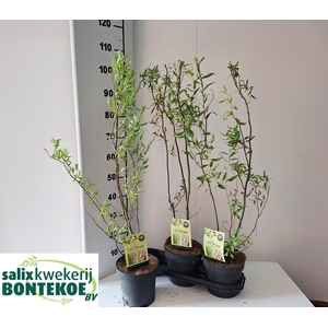 SALIX BABYL TORTUOSA