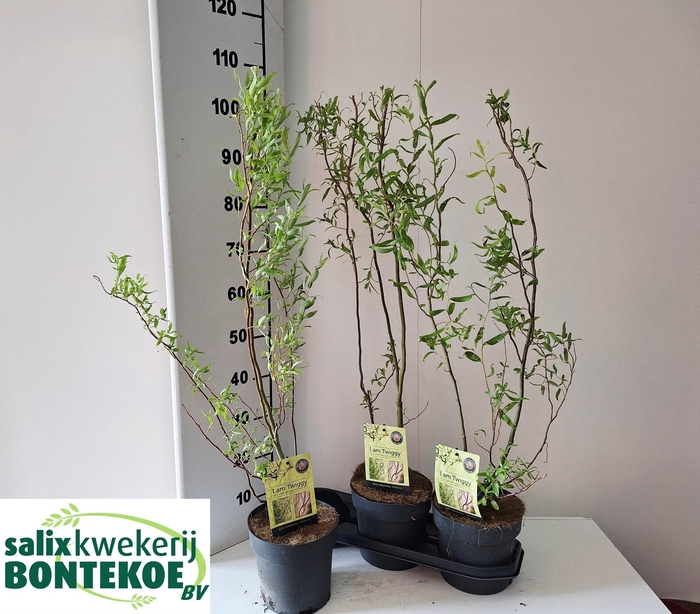 <h4>SALIX BABYL TORTUOSA</h4>