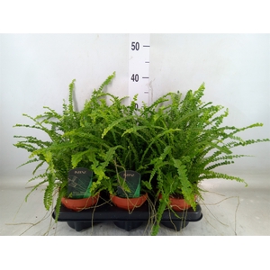 Nephrolepis cord. 'Duffii'