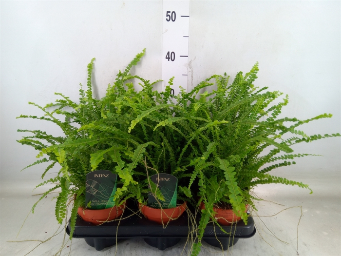 <h4>Nephrolepis cord. 'Duffii'</h4>