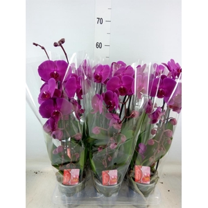 Phalaenopsis  'Elegant Cascade'