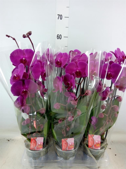 <h4>Phalaenopsis  'Elegant Cascade'</h4>