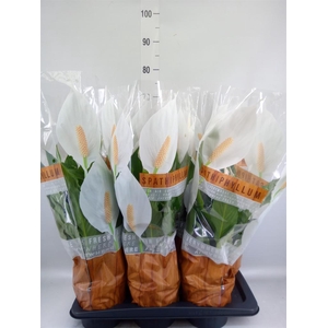 Spathiphyllum 'Sweet Chico'