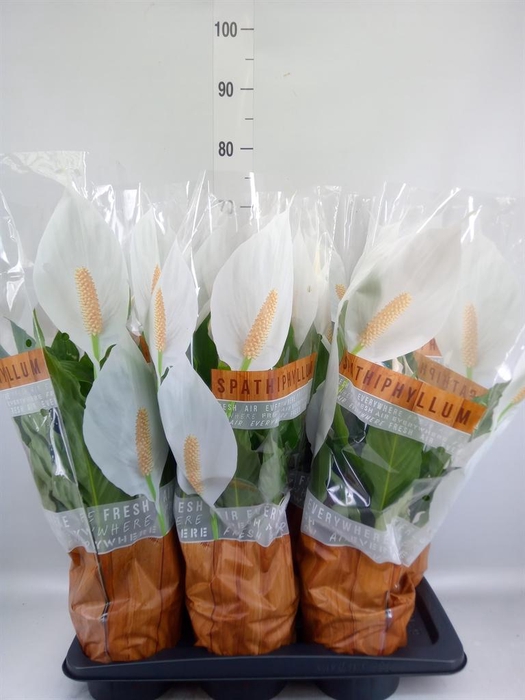 <h4>Spathiphyllum  'Sweet Chico'</h4>