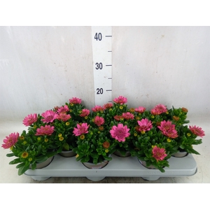 Osteospermum  'Margarita Dbl Pink'