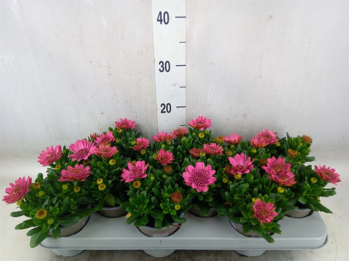 <h4>Osteospermum  'Margarita Dbl Pink'</h4>