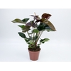 ANTHURIUM GIANT CHOCOLATE P15 CHOCOLATE