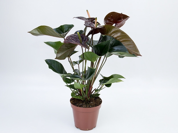 ANTHURIUM GIANT CHOCOLATE P15 CHOCOLATE