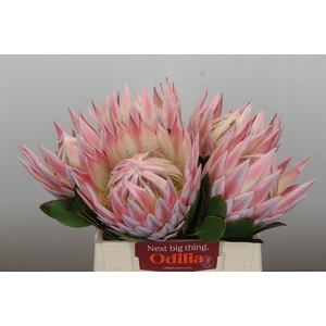 Protea Cynaroides Grande