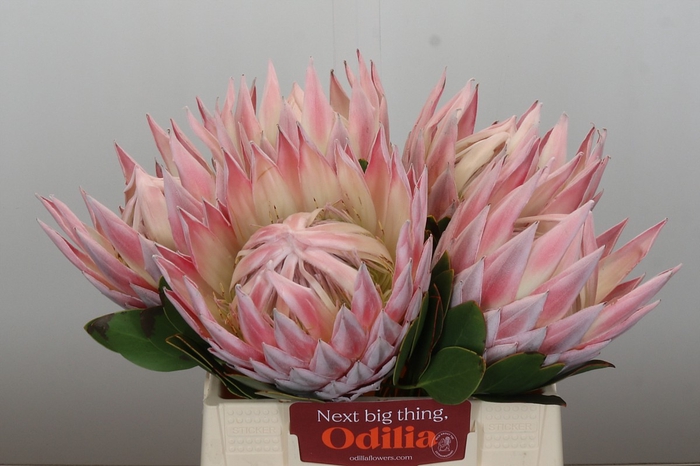<h4>Protea Cynaroides Grande</h4>