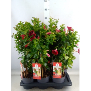 Mandevilla  'Sundavil Double Red'