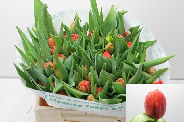 <h4>TU DU CORAL SUNSET</h4>