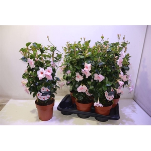 Mande Qos Vel Pas Pi