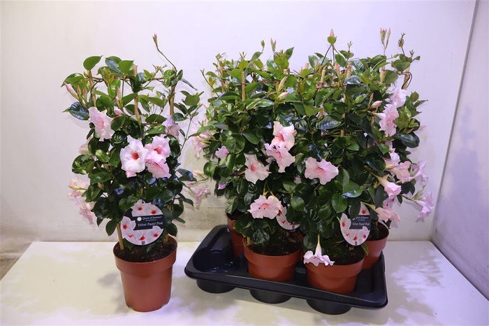 <h4>Mande Qos Vel Pas Pi</h4>