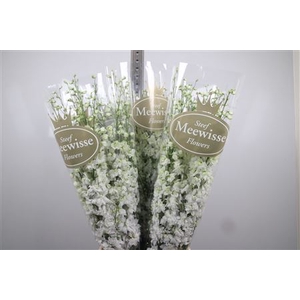 Delph Du Dewi Impress White