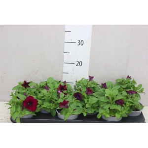 Petunia Burgundy