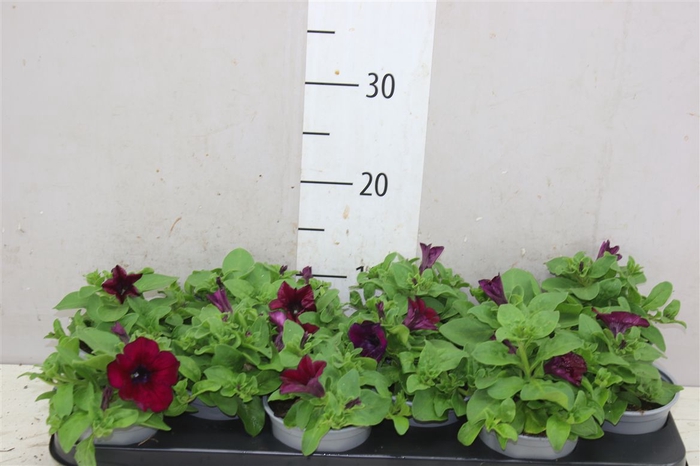 <h4>Petunia Burgundy</h4>