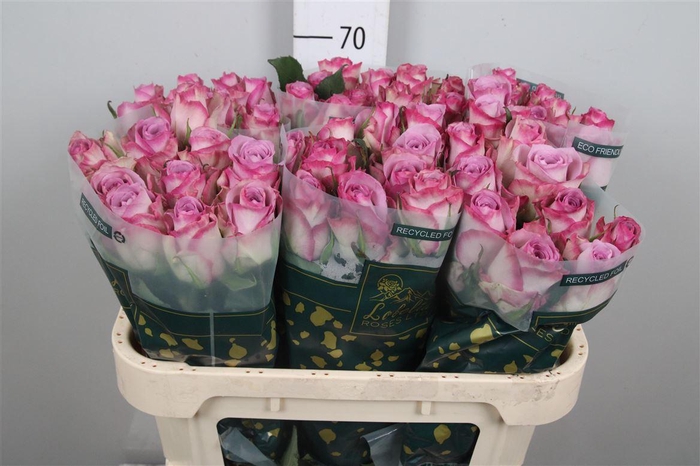 <h4>R Gr Thriller</h4>