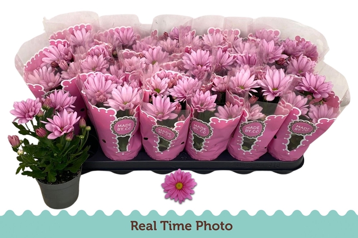 <h4>CHRYS GIRO TIME</h4>