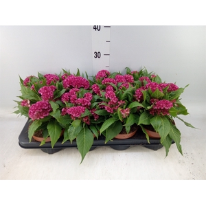Celosia arg. CR 'Twisted Pink'