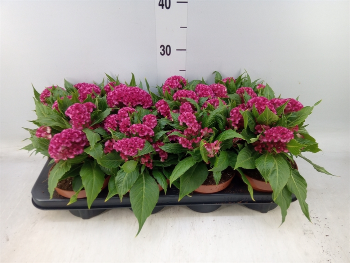 <h4>Celosia arg. CR 'Twisted Pink'</h4>