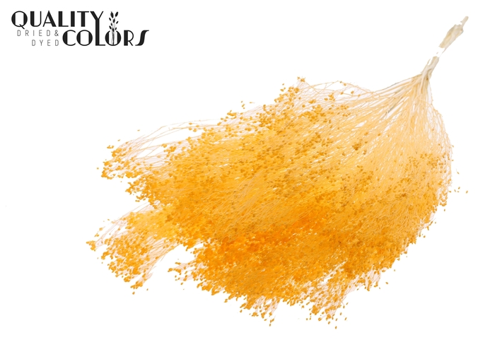 Broom Bloom p/bunch in poly Bleached Apricot