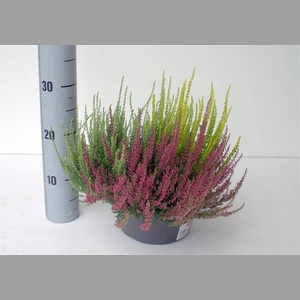 CALLUNA TRIO SCHALE 23 CM