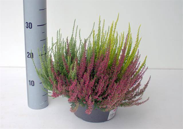 <h4>CALLUNA TRIO SCHALE 23 CM</h4>