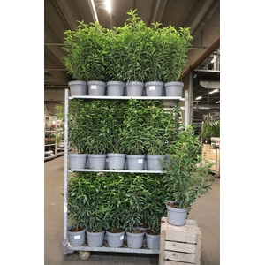 arr8 Prun Lu Angustifoli