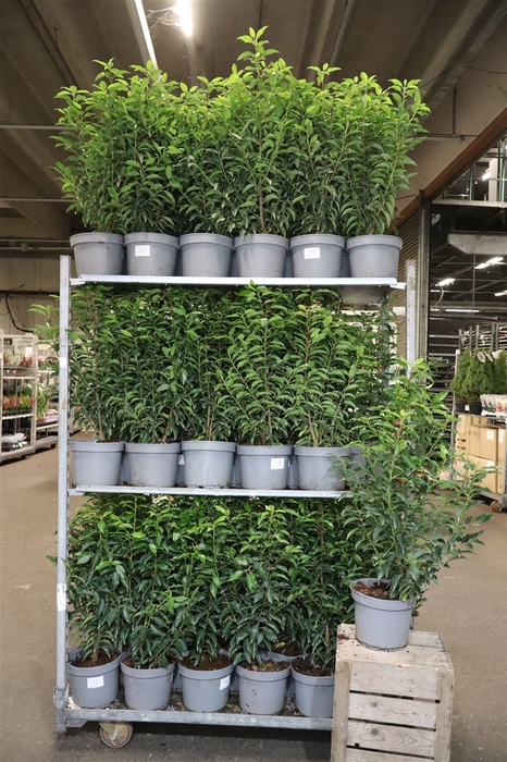 <h4>Prun Lu Angustifoli</h4>