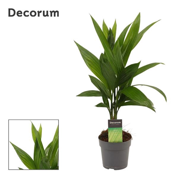 <h4>Areca Catechu 12 cm(Decorum)</h4>