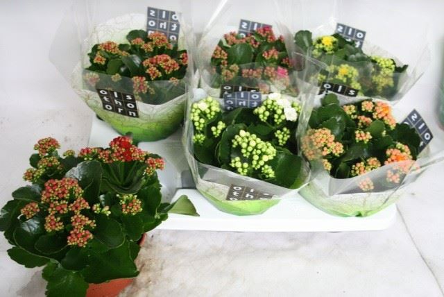 <h4>Kalanchoe</h4>