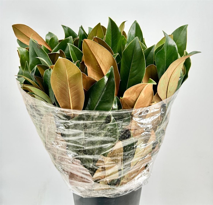 <h4>Magnolia Leaves P Bunch</h4>