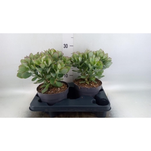 Crassula arborescens 'Curly'