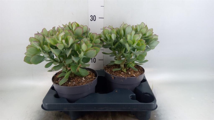 <h4>Crassula arborescens 'Curly'</h4>