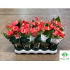 Anthurium Aroha 12Ø 35cm 5fl